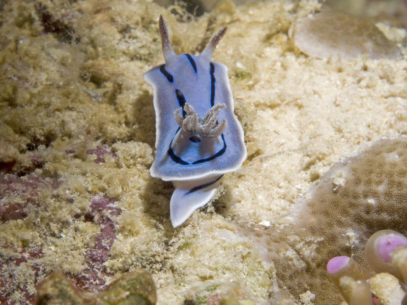 Nudibranch, Sibuan